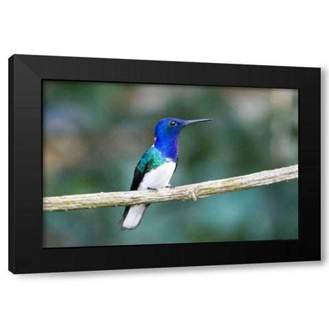 Panama Snowy-bellied hummingbird perched on limb Black Modern Wood Framed Art Print by Williams, Joanne