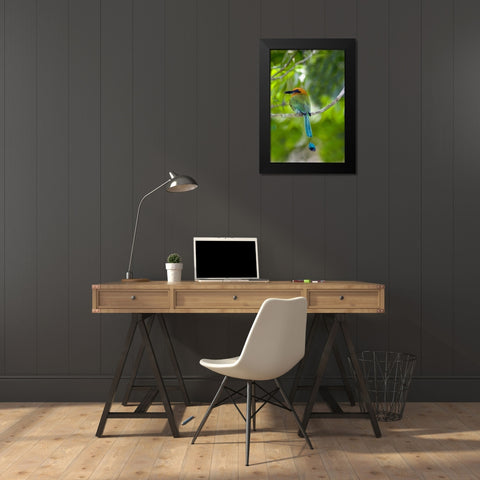Panama, Panama Canal Zone Rufous mot mot on limb Black Modern Wood Framed Art Print by Williams, Joanne