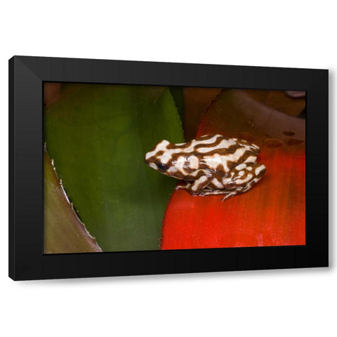 Panama A variety of poison dart frog on red leaf Black Modern Wood Framed Art Print by Zuckerman, Jim