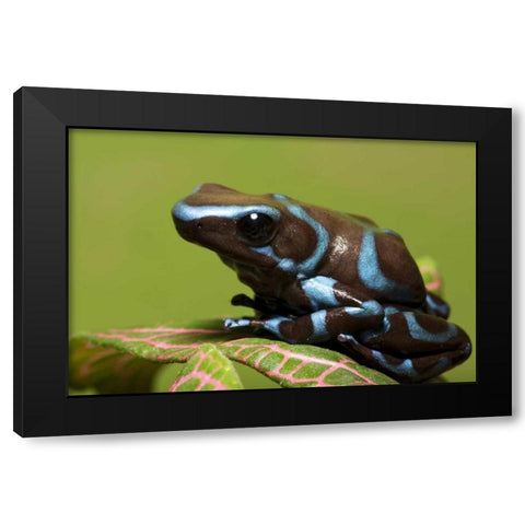 South America, Panama Blue and black dart frog Black Modern Wood Framed Art Print by Flaherty, Dennis