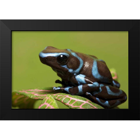 South America, Panama Blue and black dart frog Black Modern Wood Framed Art Print by Flaherty, Dennis