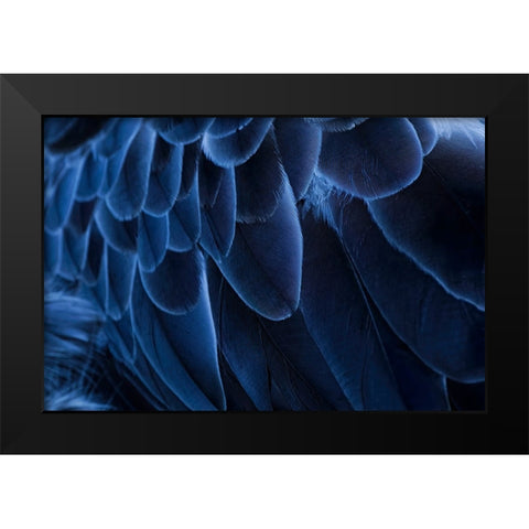 Pattern in feathers of Southern screamer or Crested screamer-native to Peru-Bolivia-Paraguay Black Modern Wood Framed Art Print by Jones, Adam