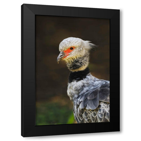 Southern screamer or Crested screamer-native to Peru-Bolivia-Paraguay Black Modern Wood Framed Art Print with Double Matting by Jones, Adam