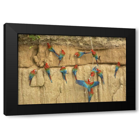 Peru, Amazon, Red and green macaws eating clay Black Modern Wood Framed Art Print by Kirkland, Dennis