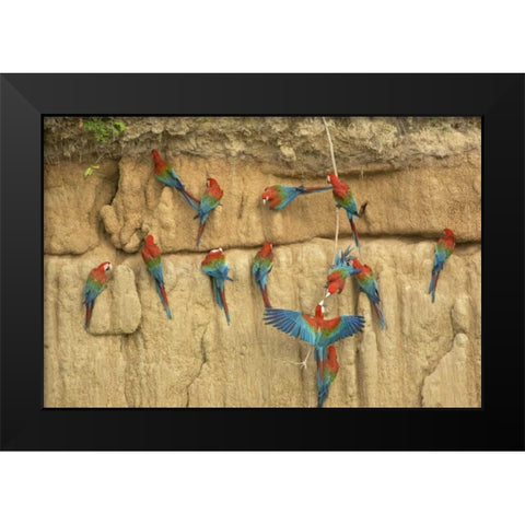 Peru, Amazon, Red and green macaws eating clay Black Modern Wood Framed Art Print by Kirkland, Dennis
