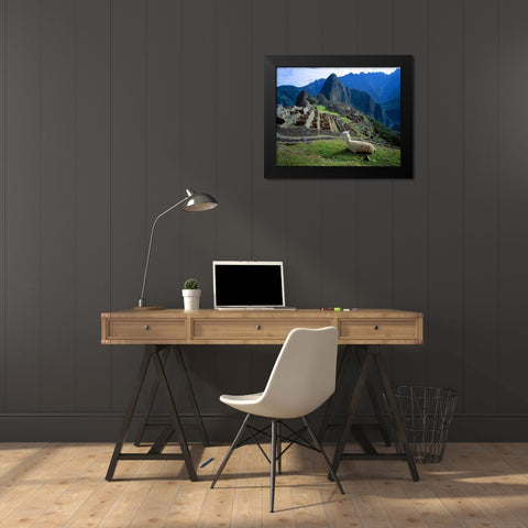 Peru A llama on a hill overlooking Machu Picchu Black Modern Wood Framed Art Print by Zuckerman, Jim