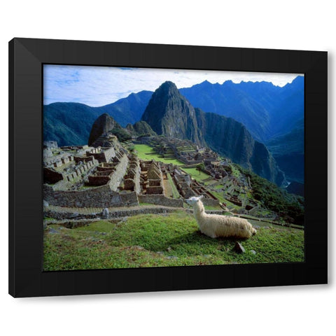 Peru A llama on a hill overlooking Machu Picchu Black Modern Wood Framed Art Print by Zuckerman, Jim