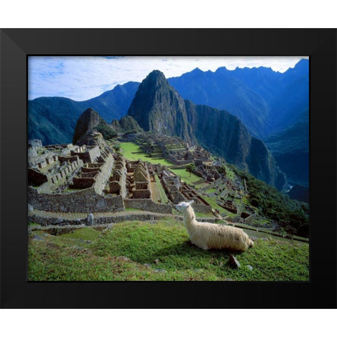 Peru A llama on a hill overlooking Machu Picchu Black Modern Wood Framed Art Print by Zuckerman, Jim