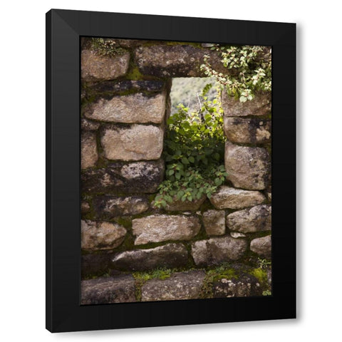 Peru, Machu Picchu Plants take root in a window Black Modern Wood Framed Art Print by Kaveney, Wendy