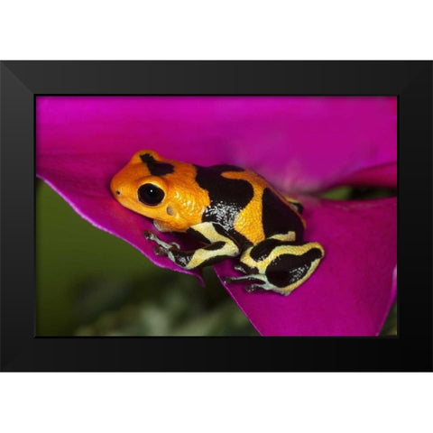 South America, Peru Intermedius imitator frog Black Modern Wood Framed Art Print by Flaherty, Dennis