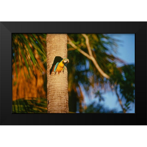 Blue-and-Yellow Macaw perched in trunk nest cavity-Peru Black Modern Wood Framed Art Print by Garber, Howie