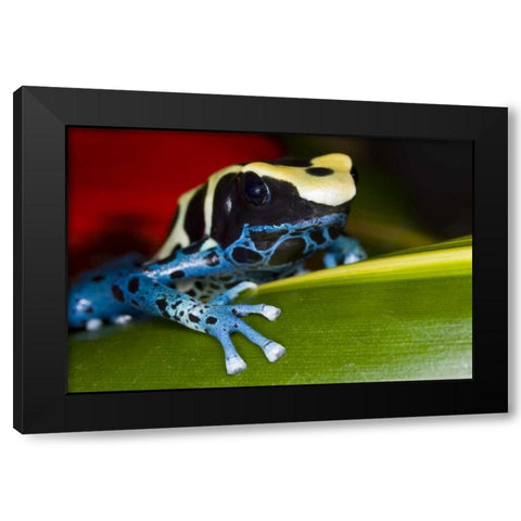 Republic of Surinam Poison dart frog on leaf Black Modern Wood Framed Art Print by Zuckerman, Jim