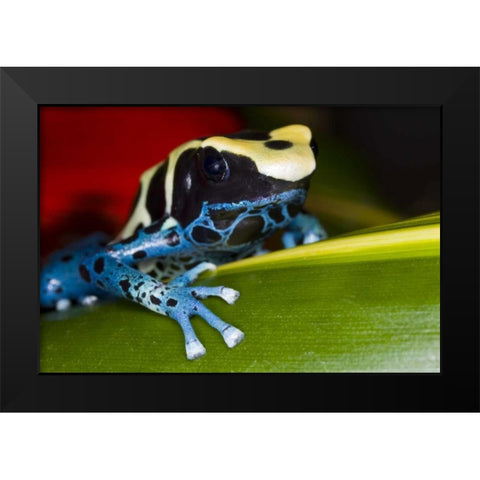 Republic of Surinam Poison dart frog on leaf Black Modern Wood Framed Art Print by Zuckerman, Jim