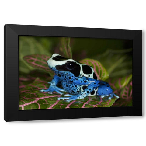 South America, Surinam Patricia poison dart frog Black Modern Wood Framed Art Print by Flaherty, Dennis