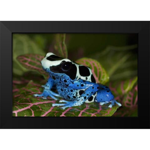 South America, Surinam Patricia poison dart frog Black Modern Wood Framed Art Print by Flaherty, Dennis