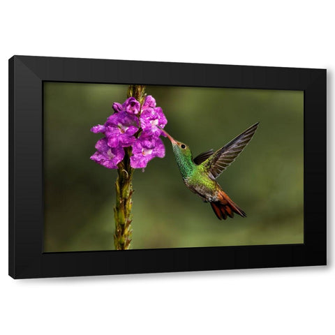 Rufous tailed hummingbird-Costa Rica Black Modern Wood Framed Art Print with Double Matting by Jones, Adam