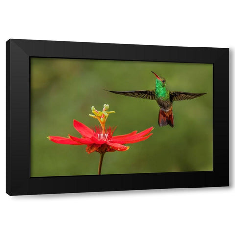 Rufous tailed hummingbird-Costa Rica Black Modern Wood Framed Art Print by Jones, Adam