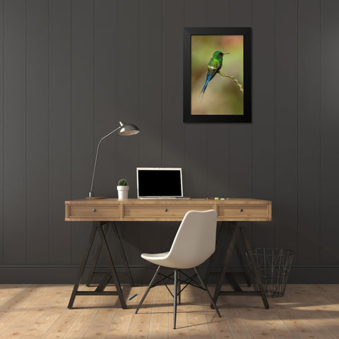 Green Thorntail hummingbird perched on plant-Costa Rica Black Modern Wood Framed Art Print by Jones, Adam