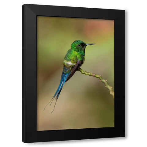 Green Thorntail hummingbird perched on plant-Costa Rica Black Modern Wood Framed Art Print by Jones, Adam