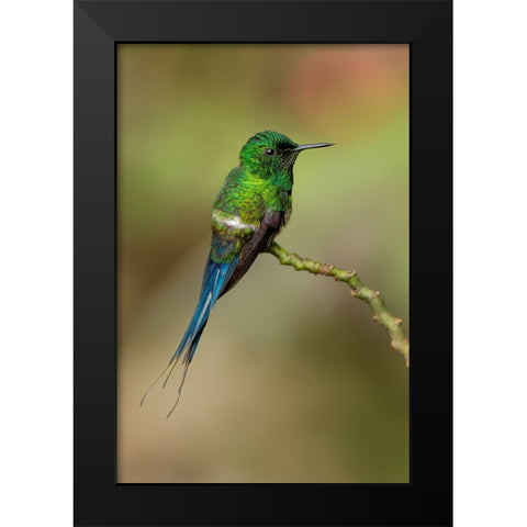 Green Thorntail hummingbird perched on plant-Costa Rica Black Modern Wood Framed Art Print by Jones, Adam