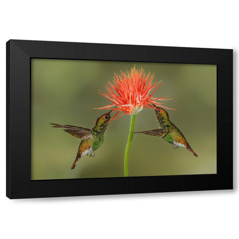 Pair of Coppery Headed Emerald hummingbirds feeding on flower-Costa Rica Black Modern Wood Framed Art Print by Jones, Adam