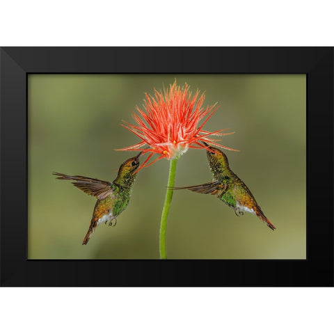 Pair of Coppery Headed Emerald hummingbirds feeding on flower-Costa Rica Black Modern Wood Framed Art Print by Jones, Adam