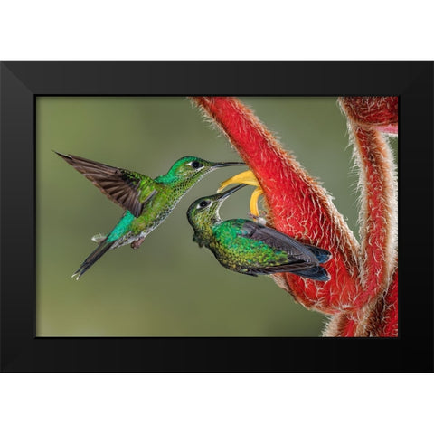 Green Crowned Brilliant hummingbird-Costa Rica Black Modern Wood Framed Art Print by Jones, Adam