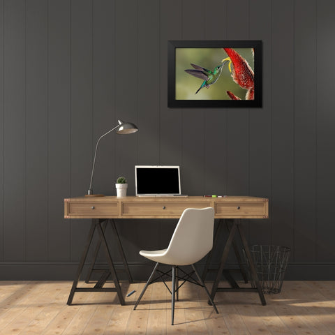 Green Crowned Brilliant hummingbird-Costa Rica Black Modern Wood Framed Art Print by Jones, Adam
