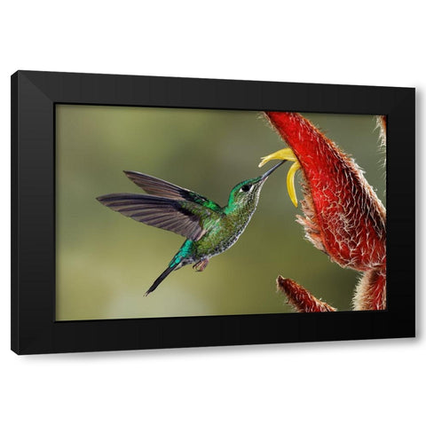 Green Crowned Brilliant hummingbird-Costa Rica Black Modern Wood Framed Art Print by Jones, Adam