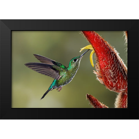 Green Crowned Brilliant hummingbird-Costa Rica Black Modern Wood Framed Art Print by Jones, Adam