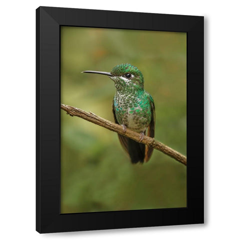 Green Crowned Brilliant hummingbird-Costa Rica Black Modern Wood Framed Art Print with Double Matting by Jones, Adam