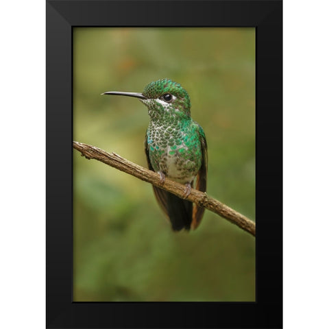 Green Crowned Brilliant hummingbird-Costa Rica Black Modern Wood Framed Art Print by Jones, Adam