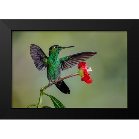Green Crowned Brilliant hummingbird-Costa Rica Black Modern Wood Framed Art Print by Jones, Adam