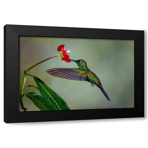 Green Crowned Brilliant hummingbird-Costa Rica Black Modern Wood Framed Art Print with Double Matting by Jones, Adam