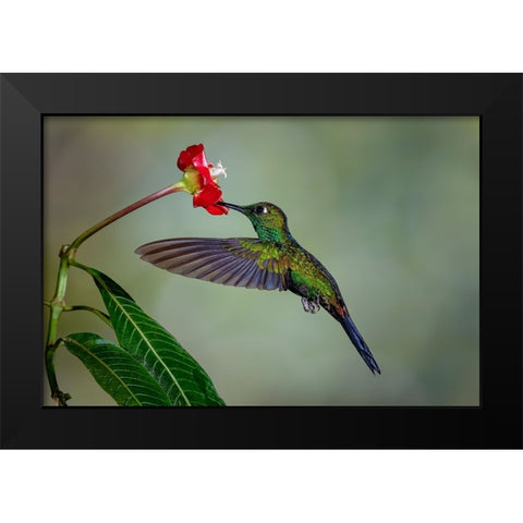 Green Crowned Brilliant hummingbird-Costa Rica Black Modern Wood Framed Art Print by Jones, Adam