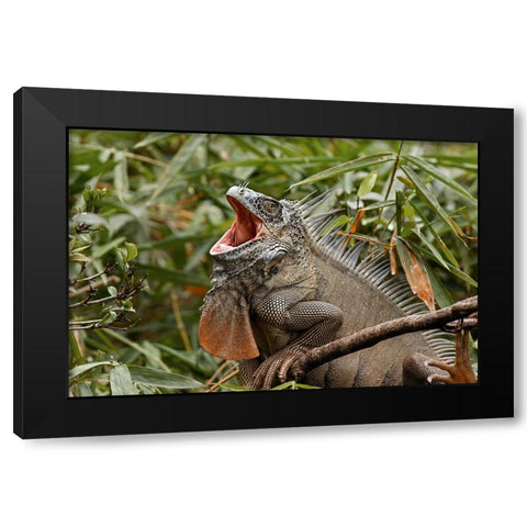Green Iguana-Costa Rica Black Modern Wood Framed Art Print with Double Matting by Jones, Adam