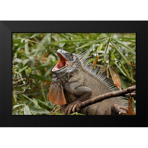 Green Iguana-Costa Rica Black Modern Wood Framed Art Print by Jones, Adam