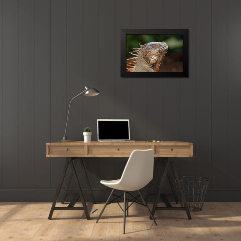 Green Iguana-Costa Rica Black Modern Wood Framed Art Print by Jones, Adam
