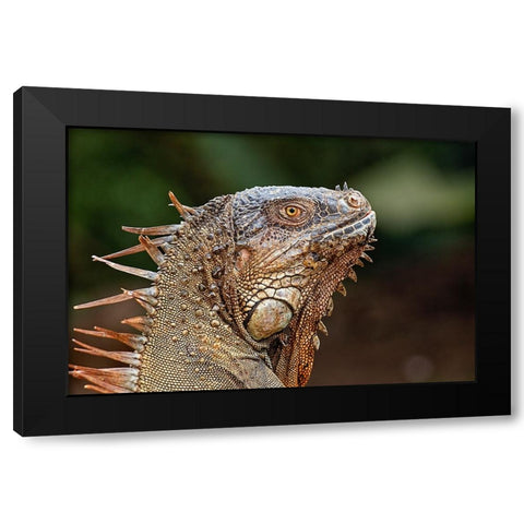 Green Iguana-Costa Rica Black Modern Wood Framed Art Print with Double Matting by Jones, Adam