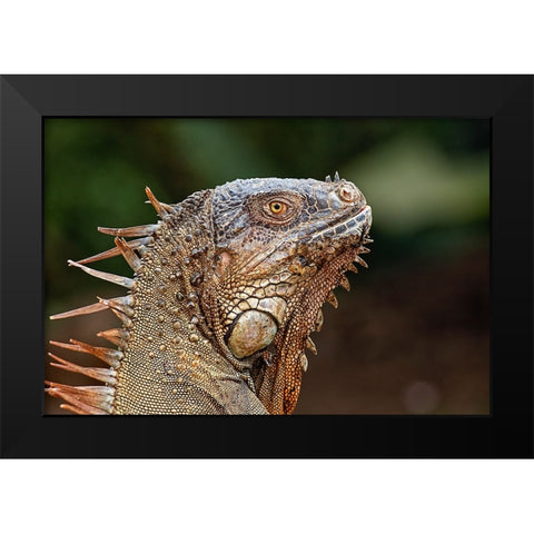 Green Iguana-Costa Rica Black Modern Wood Framed Art Print by Jones, Adam
