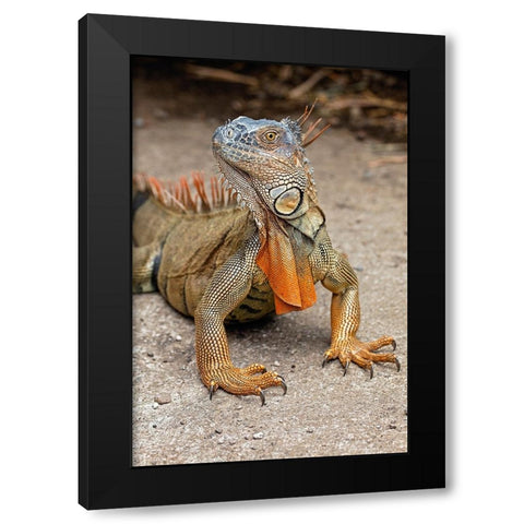 Green Iguana-Costa Rica Black Modern Wood Framed Art Print by Jones, Adam