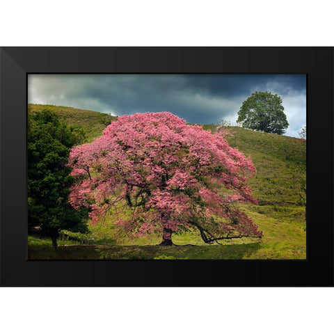 Single large flowering tree-Costa Rica Black Modern Wood Framed Art Print by Jones, Adam