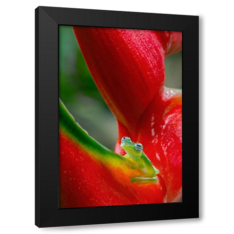 Ghost Glass Frog-Costa Rica Black Modern Wood Framed Art Print by Jones, Adam