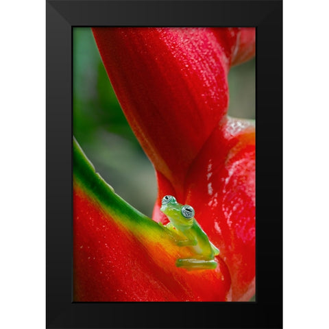 Ghost Glass Frog-Costa Rica Black Modern Wood Framed Art Print by Jones, Adam