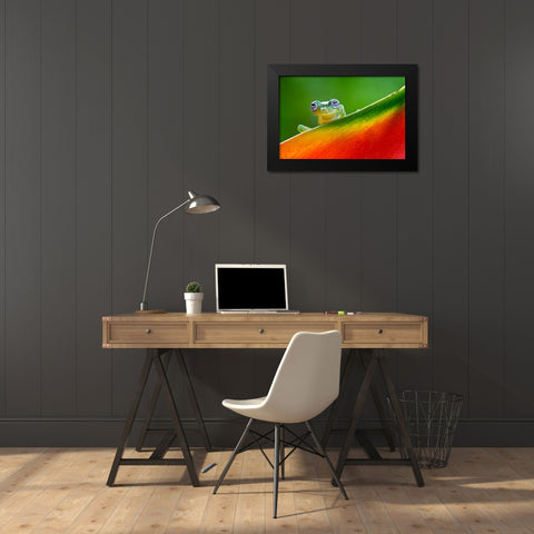 Ghost Glass Frog-Costa Rica Black Modern Wood Framed Art Print by Jones, Adam