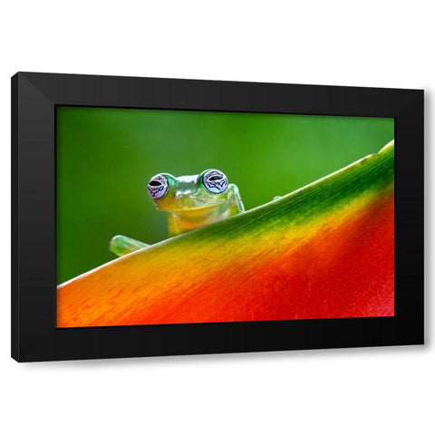 Ghost Glass Frog-Costa Rica Black Modern Wood Framed Art Print with Double Matting by Jones, Adam