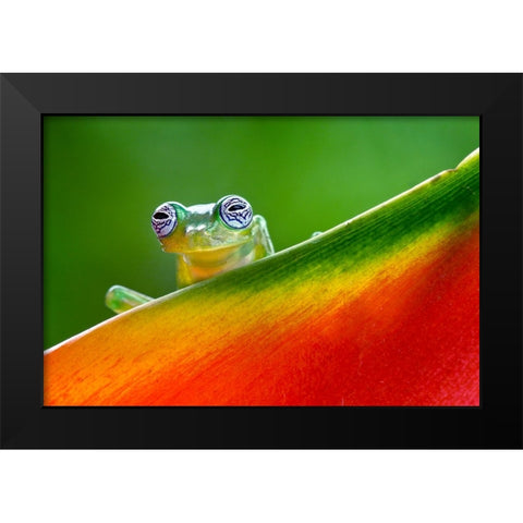 Ghost Glass Frog-Costa Rica Black Modern Wood Framed Art Print by Jones, Adam