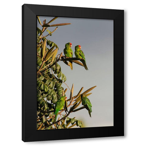 Red-lored Parrots-Costa Rica Black Modern Wood Framed Art Print with Double Matting by Jones, Adam
