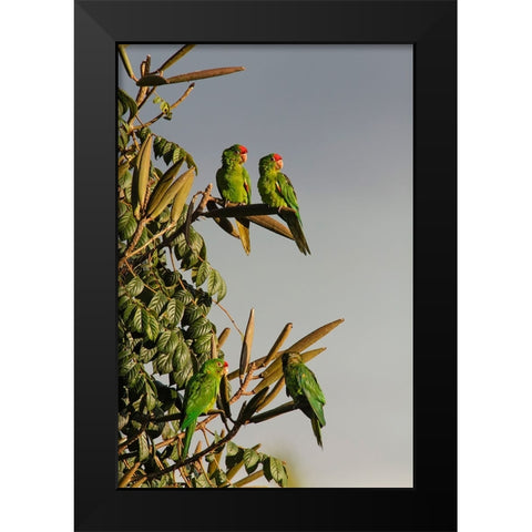Red-lored Parrots-Costa Rica Black Modern Wood Framed Art Print by Jones, Adam