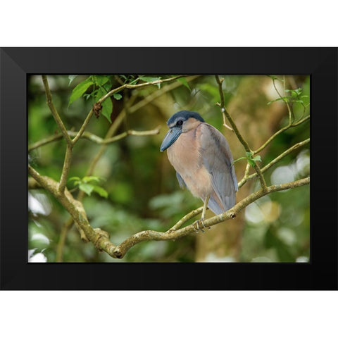 Boat billed Heron-Costa Rica Black Modern Wood Framed Art Print by Jones, Adam